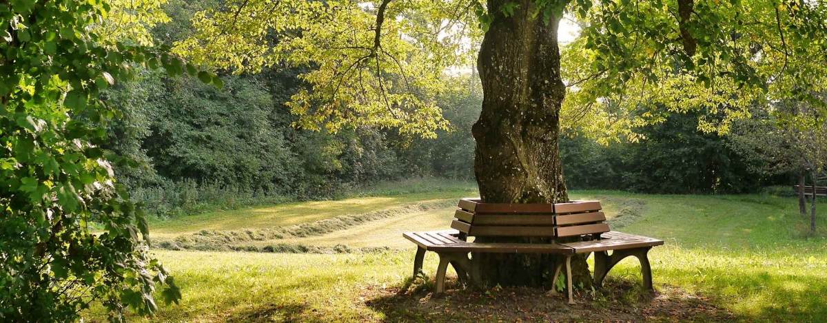 banc tour d'arbre en bois